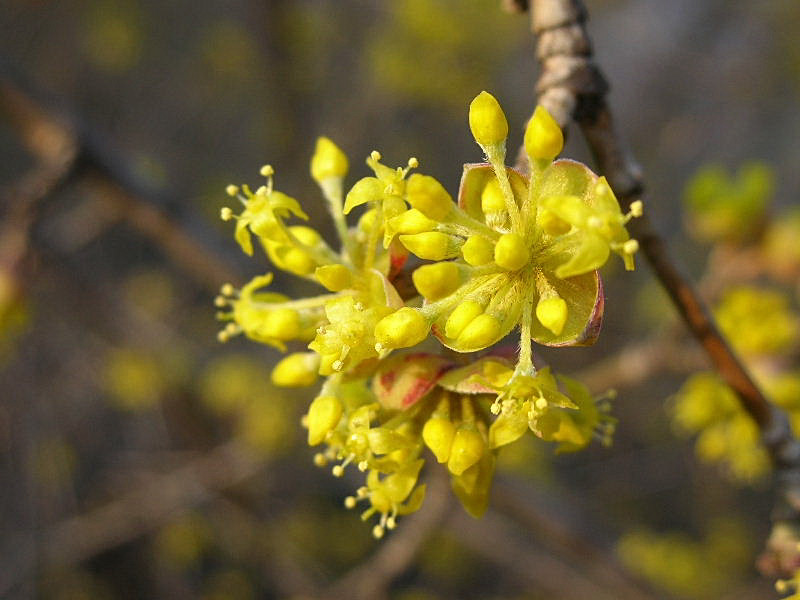 Cornus mas / Corniolo maschio